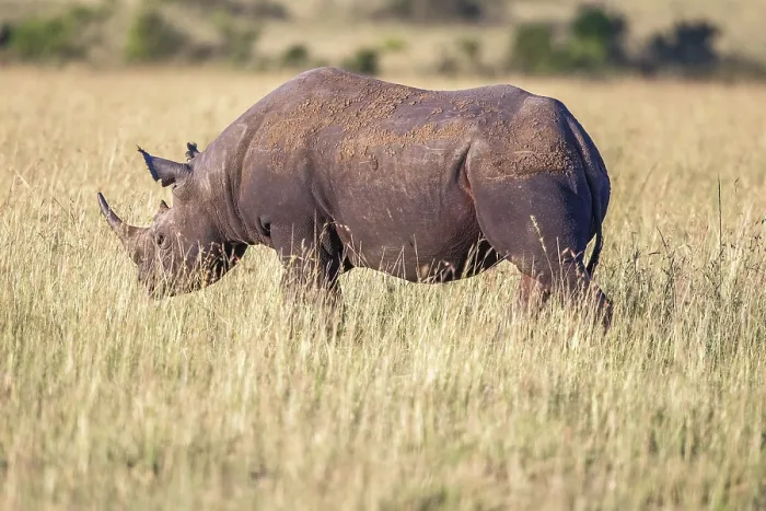 Framed Print : Black rhinoceros (Diceros bicornis) walking in high grass on the savanna Framed Print : Black rhinoceros (Diceros bicornis) walking in high grass on the savanna