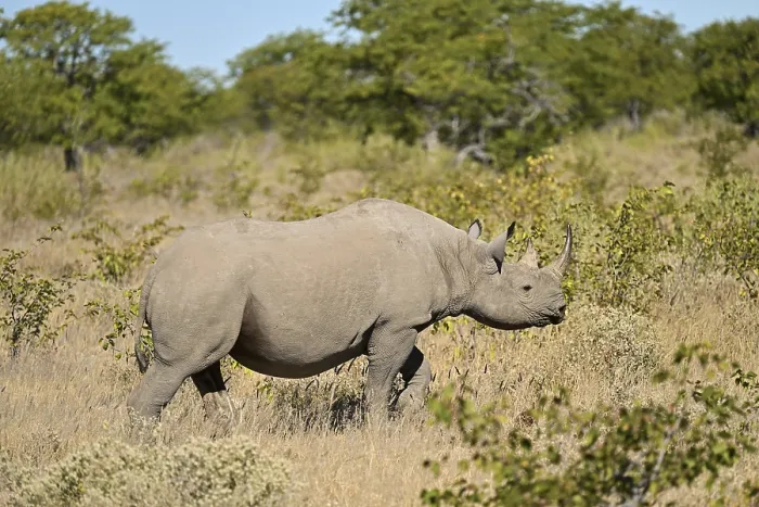 Framed Print : Black rhinoceros (Diceros bicornis) walking through the thorn savannah