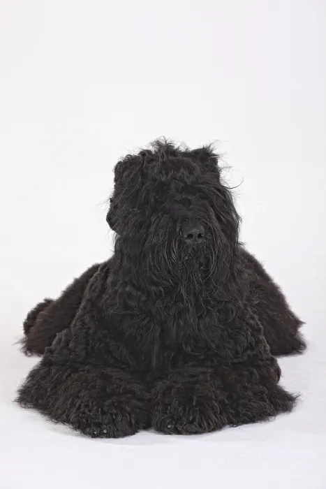 Framed Print : Black Russian Terrier Framed Print : Black Russian Terrier
