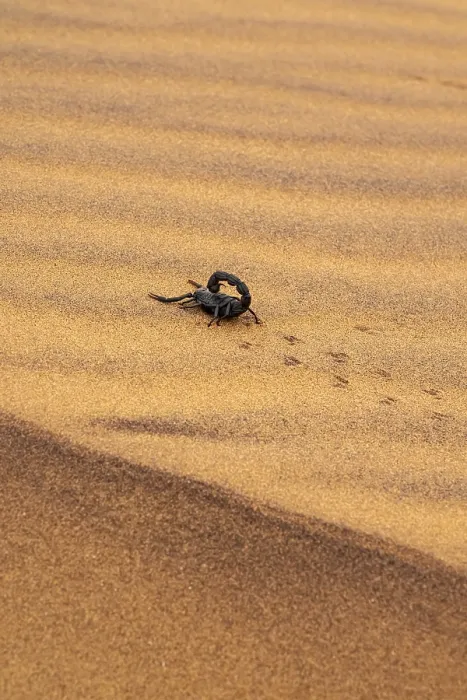 Framed Print : Black scorpion (Parabuthus villosus) running across sand