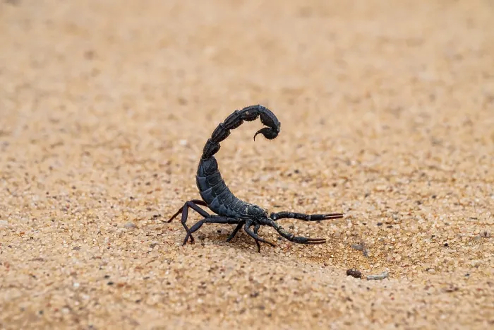Framed Print : Black scorpion (Parabuthus villosus) running across sand
