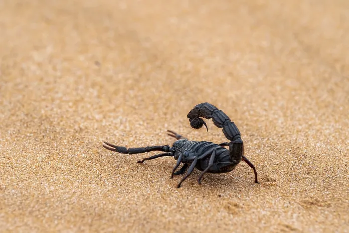 Framed Print : Black scorpion (Parabuthus villosus) running across sand Framed Print : Black scorpion (Parabuthus villosus) running across sand