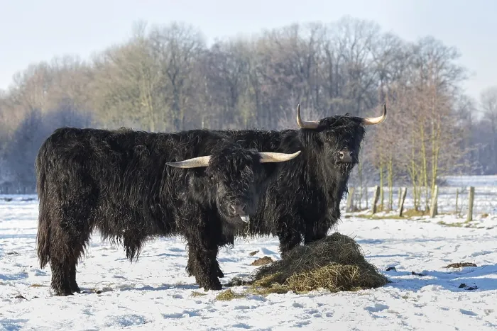 Framed Print : Two black scottish highlanders in winterly snow landscape Framed Print : Two black scottish highlanders in winterly snow landscape