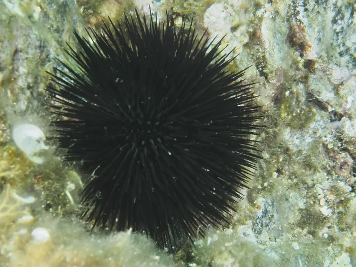 Framed Print : A black sea urchin (Arbacia lixula) with many fine spines on rocky ground in the Mediterranean near Hyeres