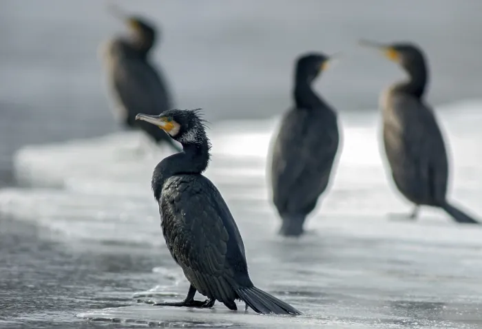 Framed Print : Black shag, cormorant, phalacrocorax carbo Framed Print : Black shag, cormorant, phalacrocorax carbo
