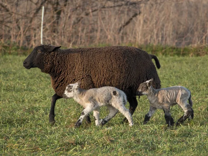 Framed Print : A black sheep runs across a natural pasture with two lambs Framed Print : A black sheep runs across a natural pasture with two lambs