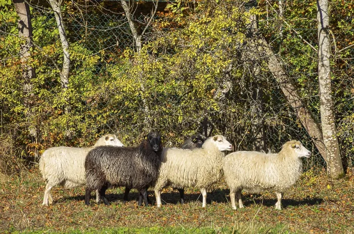 Framed Print : A black sheep in a small group of sheep in front of autumnal trees
