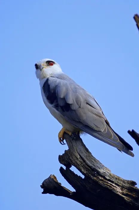 Framed Print : Black-shouldered Kite (Elanus caeruleus)