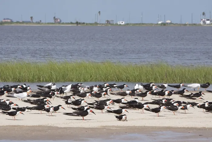 Framed Print : Black Skimmer (Rynchops niger) flock