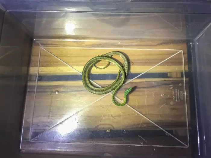 Framed Print : Black-skinned parrot snake in a transparent plastik box Framed Print : Black-skinned parrot snake in a transparent plastik box