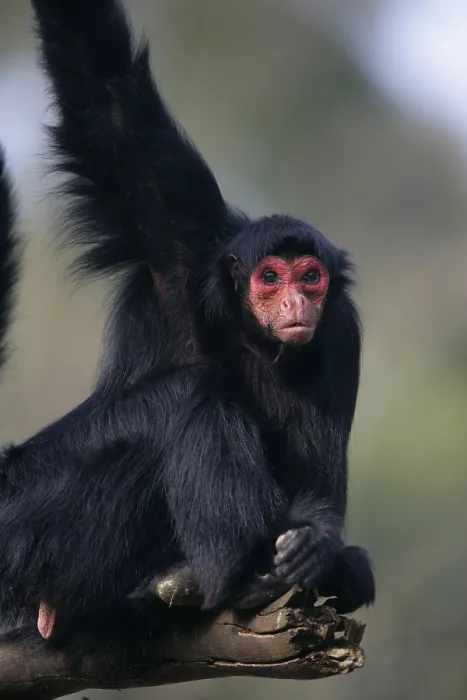 Framed Print : Black Spider Monkey, Black red-faced spider monkey (Ateles paniscus)