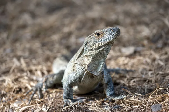Framed Print : Black spiny-tailed iguana (Ctenosaura similis) Framed Print : Black spiny-tailed iguana (Ctenosaura similis)
