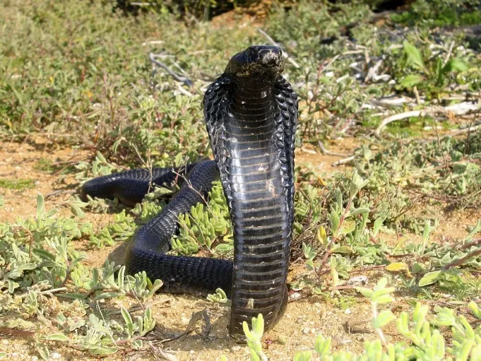 Framed Print : Black spitting cobra
