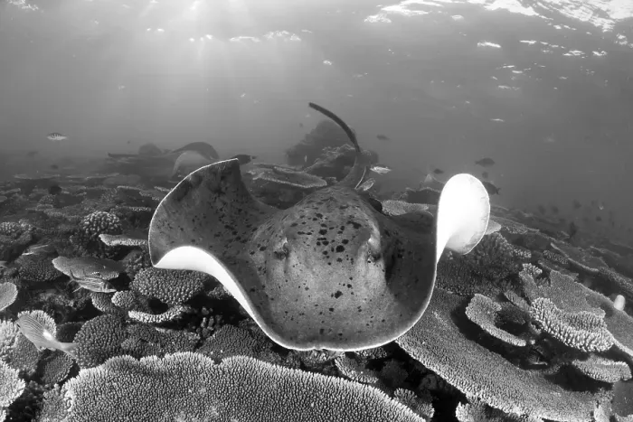 Framed Print : Black spotted stingray, Taeniura meyeni
