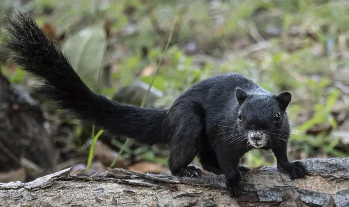 Framed Print : Black squirrel is standing on a log