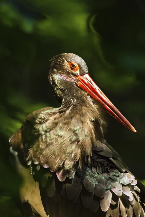 Framed Print : Black stork (Ciconia nigra)