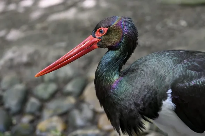 Framed Print : Black stork (Ciconia nigra), animal portrait