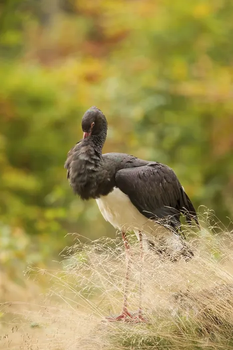 Framed Print : Black stork, Ciconia nigra, black stork