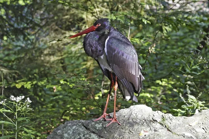 Framed Print : Black stork, Ciconia nigra, black stork