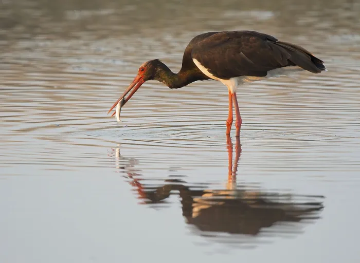 Framed Print : Black stork (Ciconia nigra) with captured fish