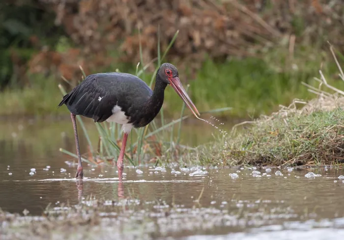 Framed Print : Black Stork (Ciconia nigra), Eifel range near Bitburg