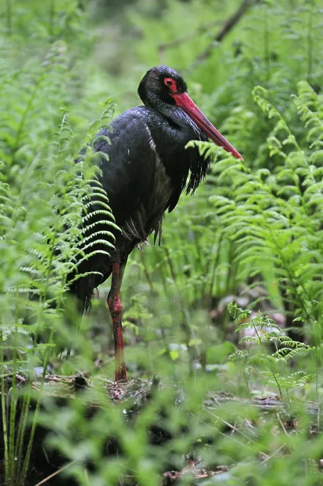 Framed Print : Black stork (Ciconia nigra) among ferns in a forest