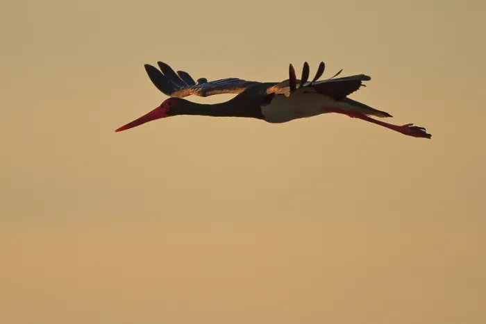 Framed Print : Black Stork (Ciconia nigra) flying, Greece, Europe