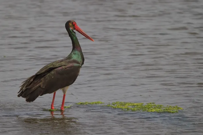 Framed Print : Black Stork (Ciconia nigra) foraging