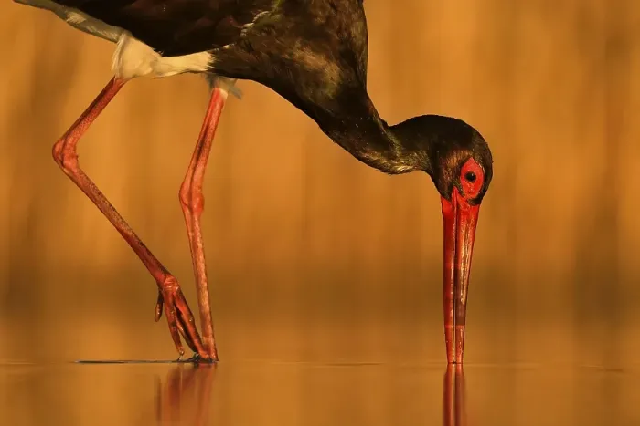 Framed Print : Black stork (Ciconia nigra), while foraging fish