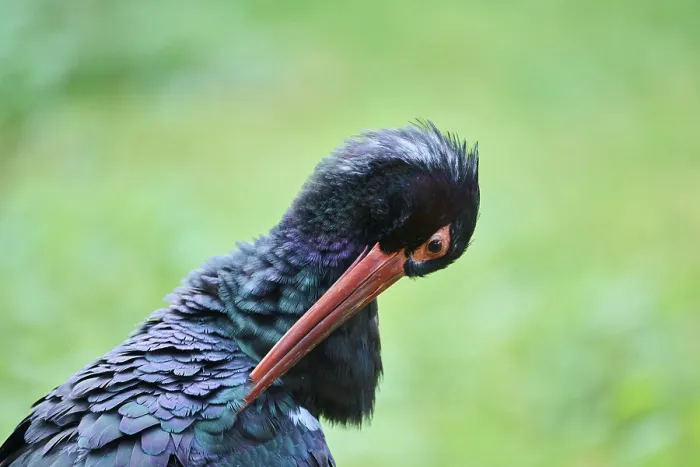 Framed Print : Black stork (Ciconia nigra) in a forest