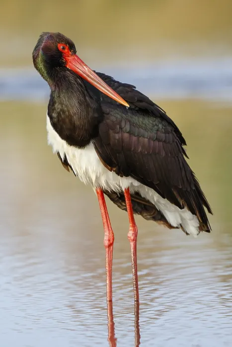 Framed Print : Black Stork (Ciconia nigra), Greece, Europe
