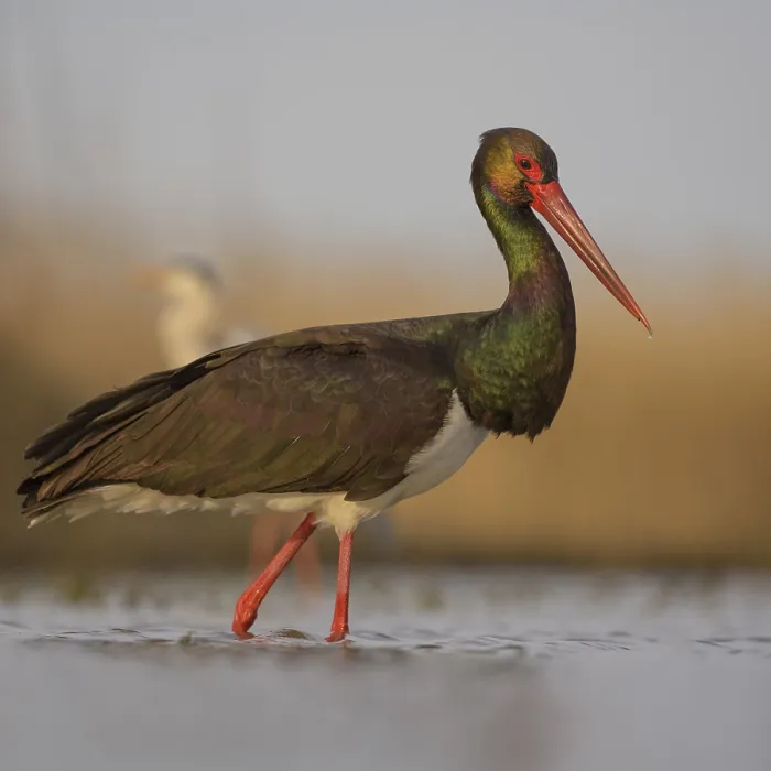 Framed Print : Black stork (Ciconia nigra), hunting for fish