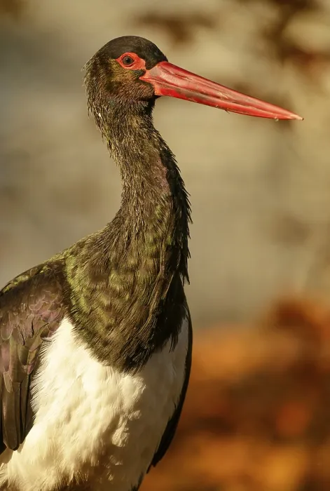 Framed Print : Black stork (Ciconia nigra), male, captive