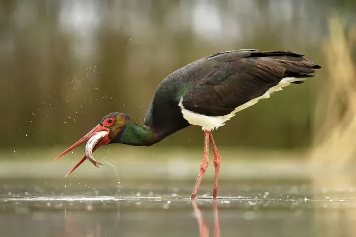 Framed Print : Black stork (Ciconia nigra), with prey