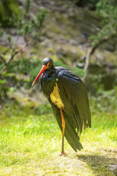 Framed Print : Black stork (Ciconia nigra) standing on a meadow