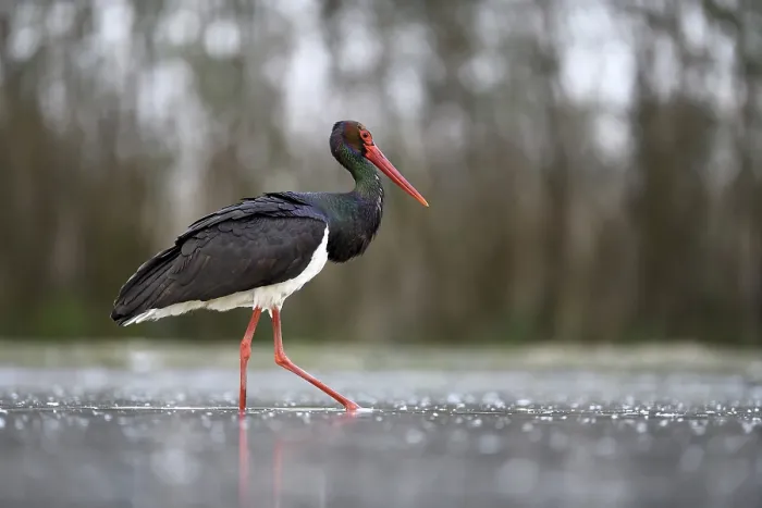 Framed Print : Black stork (Ciconia nigra), standing in pond