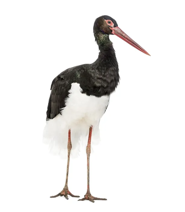 Framed Print : Black stork, Ciconia nigra, standing against white background