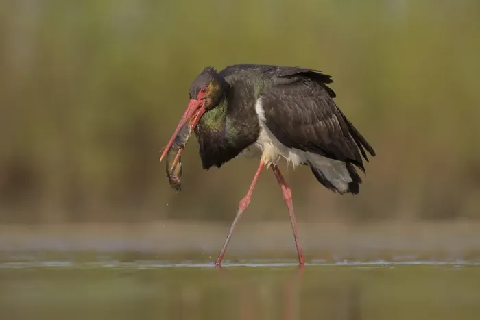 Framed Print : Black stork (Ciconia nigra), walking through water with prey in beak