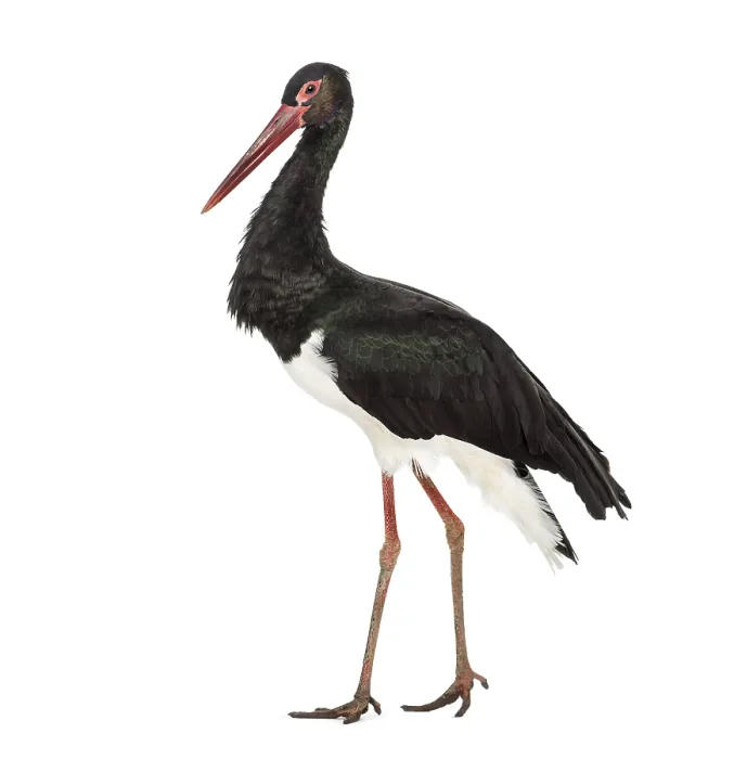 Framed Print : Black stork, Ciconia nigra, walking against white background