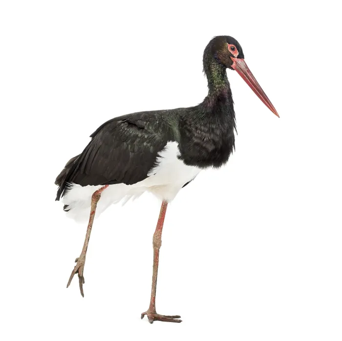 Framed Print : Black stork, Ciconia nigra, walking against white background