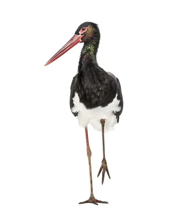 Framed Print : Black stork, Ciconia nigra, walking against white background