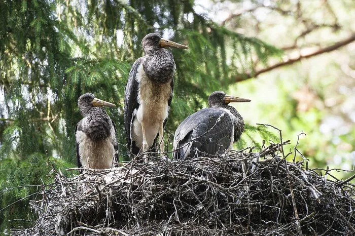 Framed Print : Black stork (Ciconia nigra) young birds in eyrie