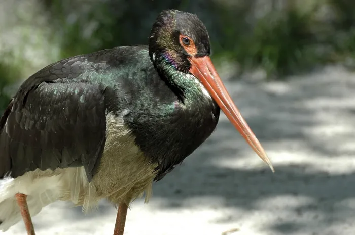 Framed Print : Black Stork (Ciconia nigra) at a zoo in Germany