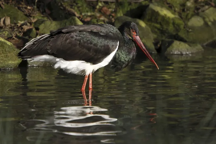 Framed Print : Black stork on the water Framed Print : Black stork on the water