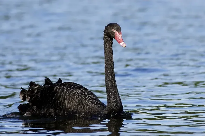 Framed Print : Black Swan (Cygnus atratus) Framed Print : Black Swan (Cygnus atratus)