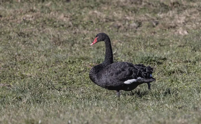 Framed Print : The black swan (Cygnus atratus)