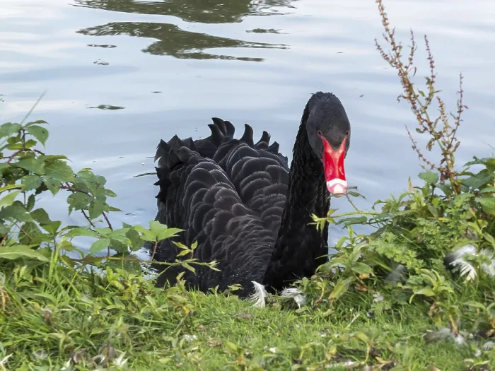 Framed Print : Black Swan (cygnus atratus)