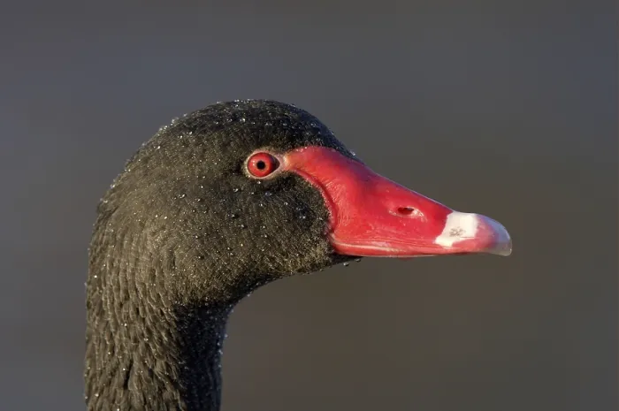 Framed Print : Black swan (Cygnus atratus) adult
