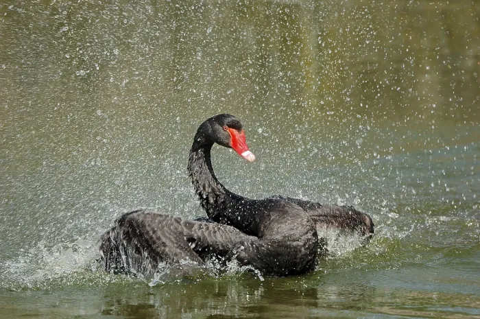 Framed Print : Black swan (Cygnus atratus), bathing Framed Print : Black swan (Cygnus atratus), bathing
