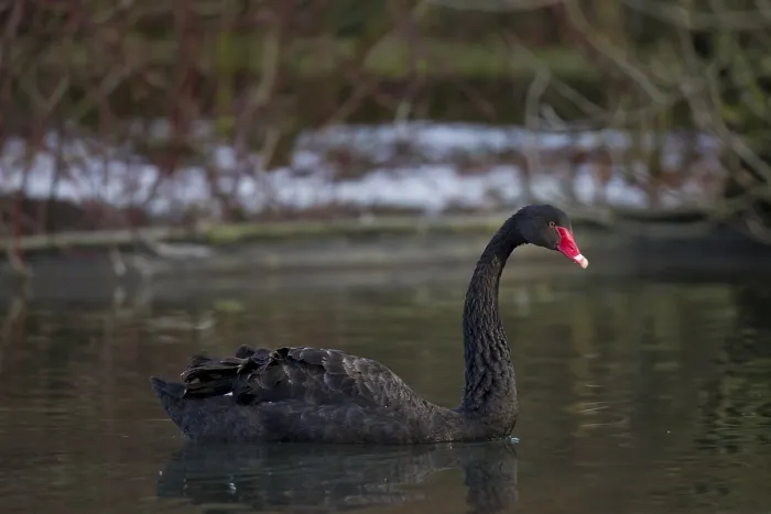 Framed Print : Black swan, Cygnus atratus, black swan Framed Print : Black swan, Cygnus atratus, black swan